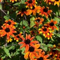 Rudbeckia triloba 'Prairie Glow' (3)